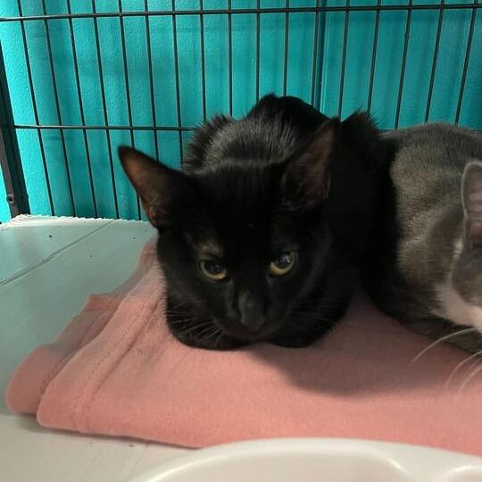 Enlarge Bon Jour, a Adoptable Domestic Short Hair in Davenport, IA image 1/1