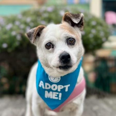 Peter Piper, Adoptable, Senior Male Jack Russell Terrier.
