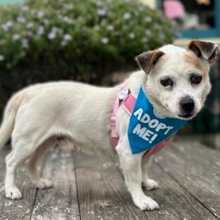 Enlarge Peter Piper, a Adoptable Jack Russell Terrier in Pacific Grove, CA image 2/6