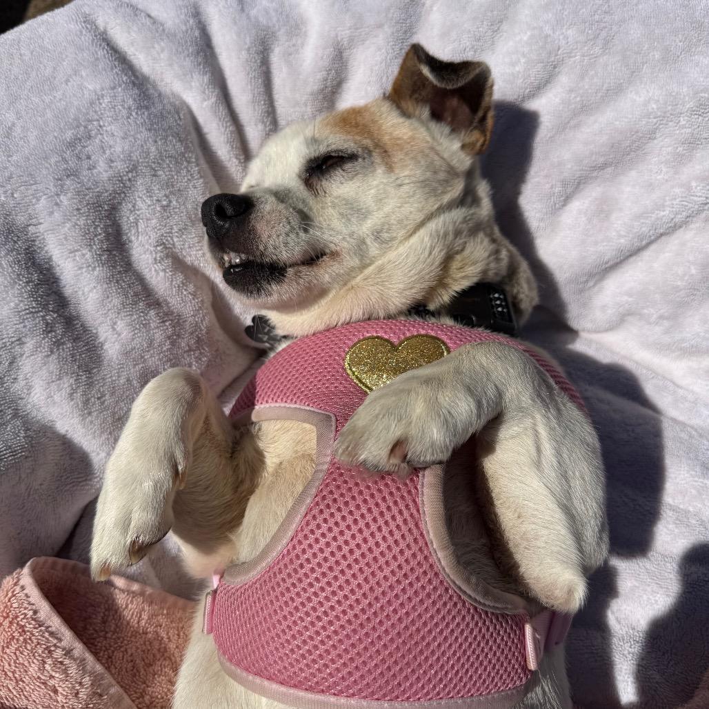 Enlarge Peter Piper, a Adoptable Jack Russell Terrier in Pacific Grove, CA image 4/6