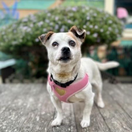 Enlarge Peter Piper, a Adoptable Jack Russell Terrier in Pacific Grove, CA image 6/6