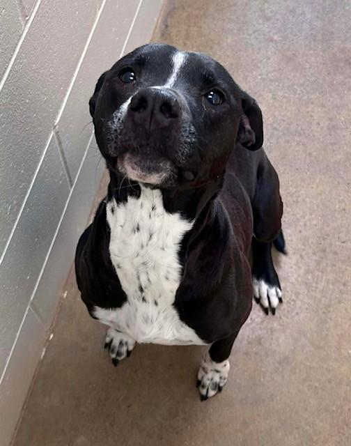 Enlarge Adara, a ADOPTABLE mixed breed in Prudenville, MI image 1/1