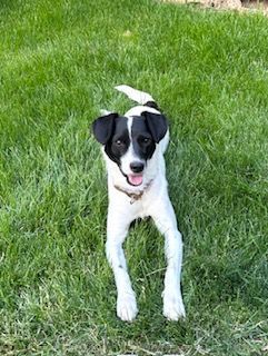 Heidi, Adopted, Young Female Jack Russell Terrier.