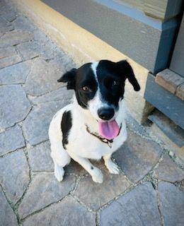 Heidi, a Adopted mixed breed in Bend, OR image 2/12