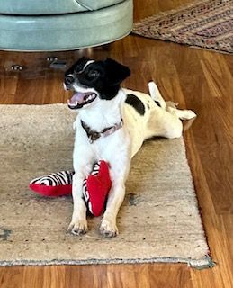 Heidi, a Adopted mixed breed in Bend, OR image 3/12