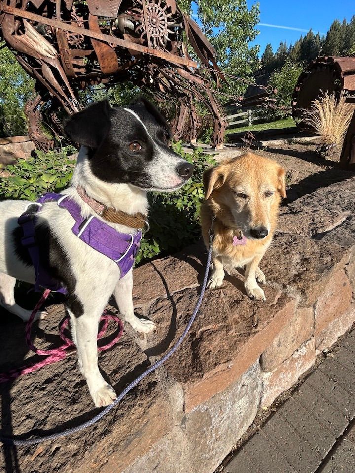 Heidi, a Adopted mixed breed in Bend, OR image 4/12