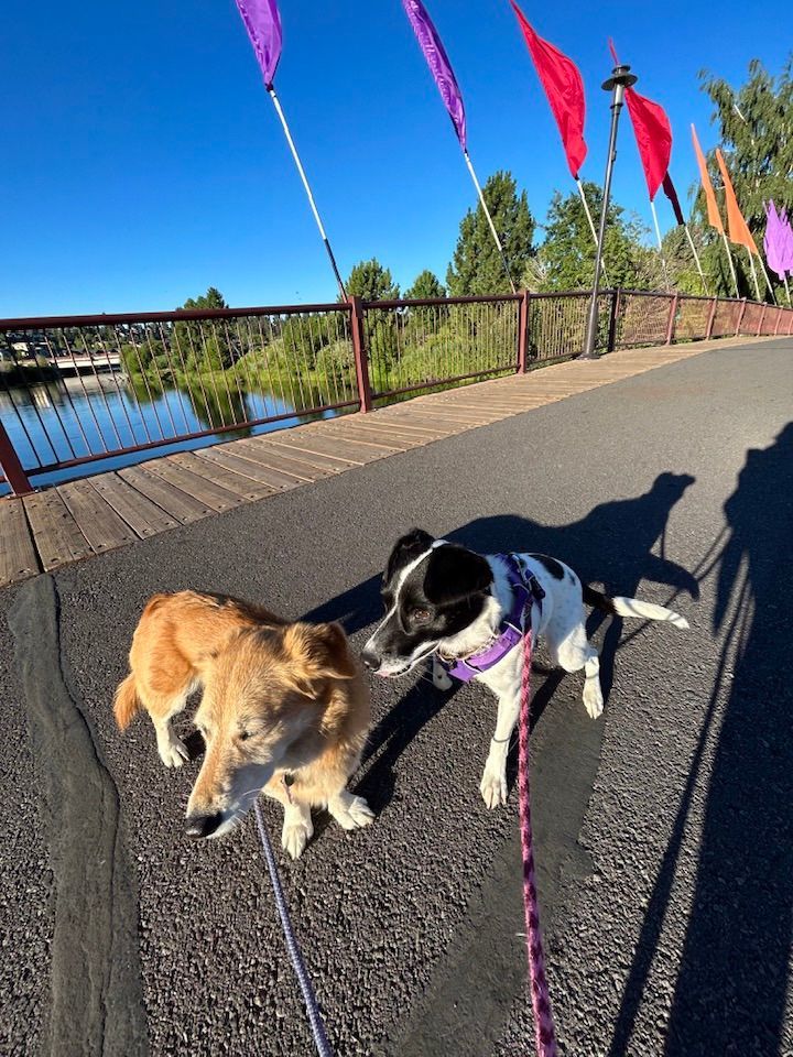 Heidi, a Adopted mixed breed in Bend, OR image 5/12