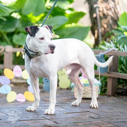 Enlarge Nolan, a Adoptable mixed breed in Honolulu, HI image 1/3