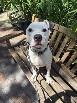 Enlarge Nolan, a Adoptable mixed breed in Honolulu, HI image 2/3