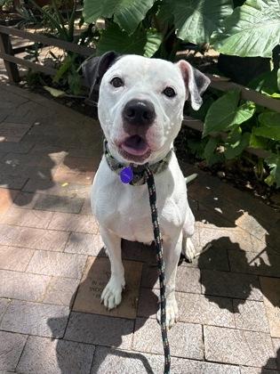 Enlarge Nolan, a Adoptable mixed breed in Honolulu, HI image 3/3