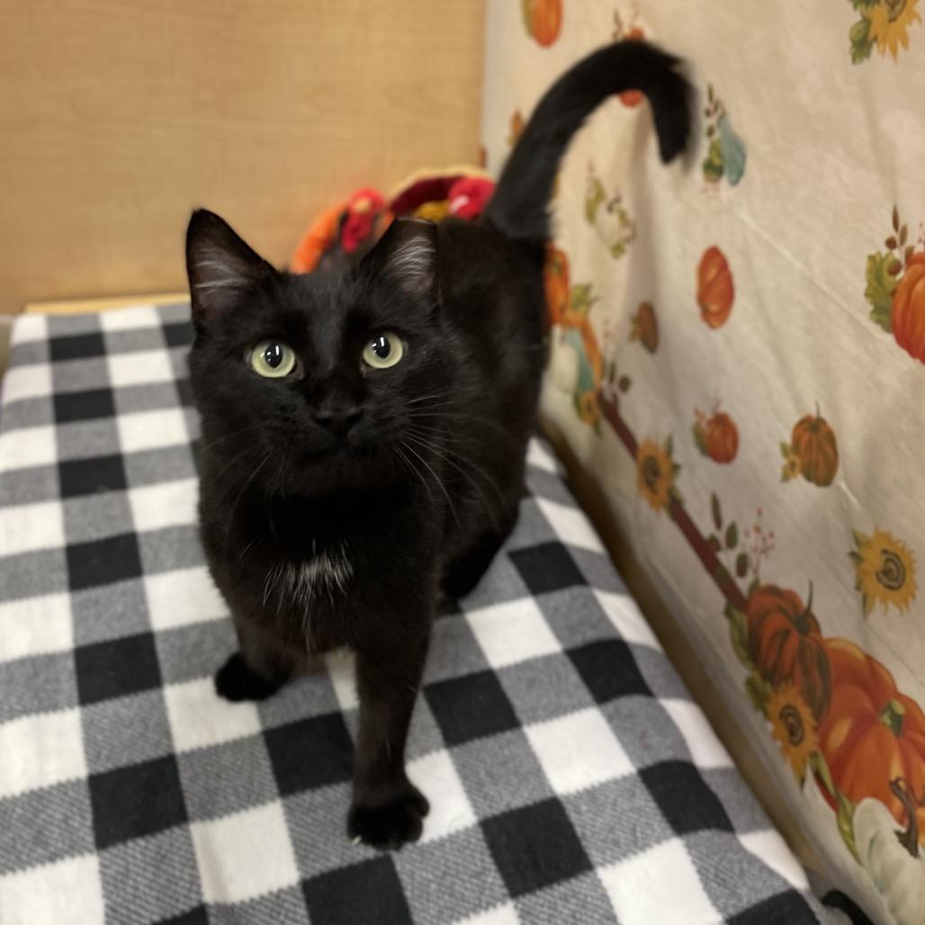 Gracie Pinewood, Adoptable, Adult Female Domestic Short Hair.
