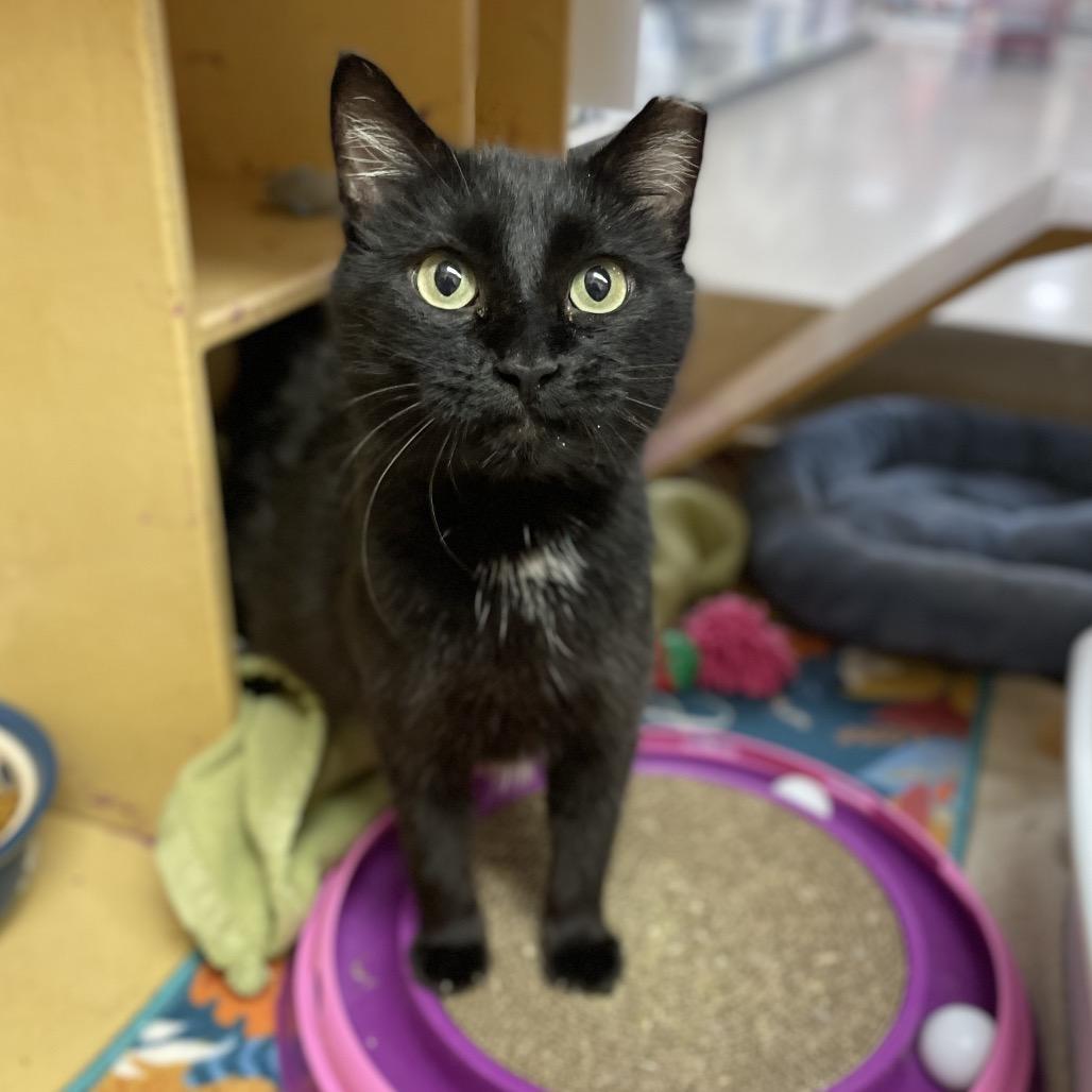 Gracie Pinewood, a Adoptable Domestic Short Hair in Rochester, MN image 2/4