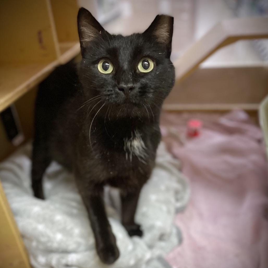 Gracie Pinewood, a Adoptable Domestic Short Hair in Rochester, MN image 3/4