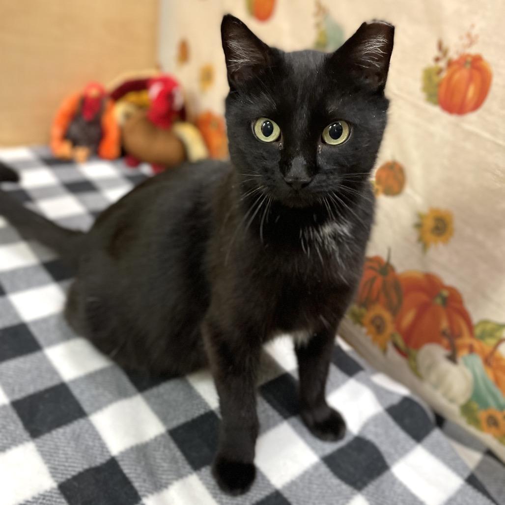 Gracie Pinewood, a Adoptable Domestic Short Hair in Rochester, MN image 4/4