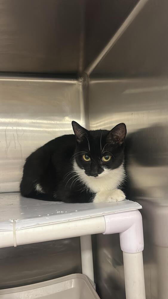 Piper, Adoptable, Adult Female Domestic Short Hair.