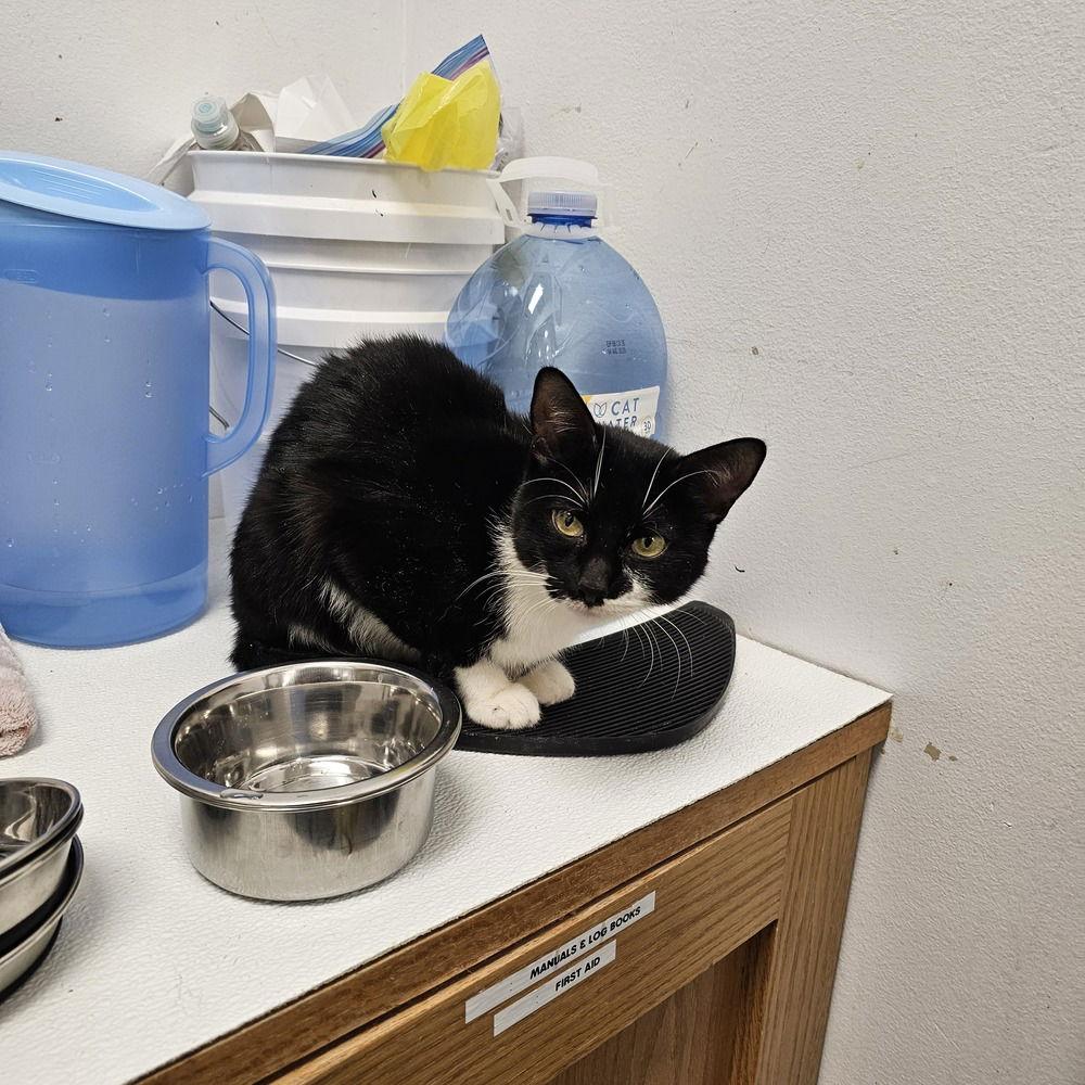 Enlarge Piper, a Adoptable Domestic Short Hair in Pittstown, NJ image 2/3