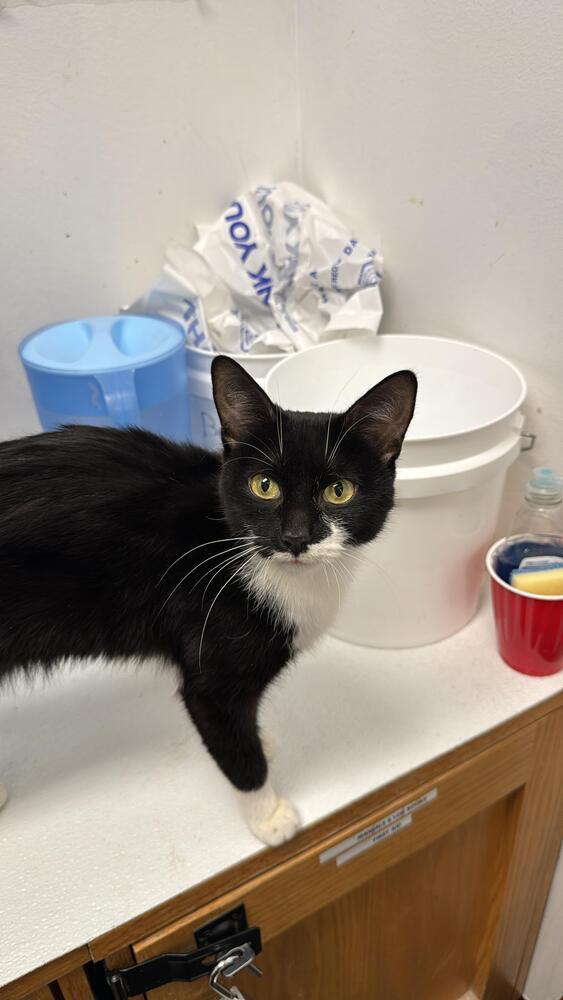 Enlarge Piper, a Adoptable Domestic Short Hair in Pittstown, NJ image 3/3