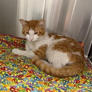 Masago, Adoptable, Young Male Domestic Short Hair.