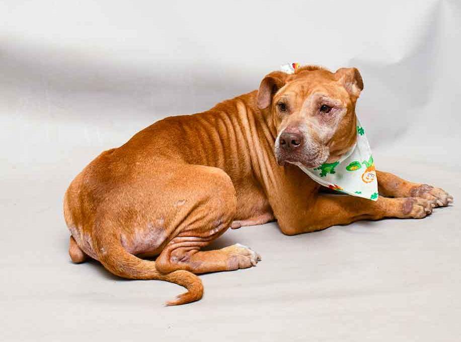 Hamilton, a ADOPTABLE mixed breed in Sanford, FL image 4/4