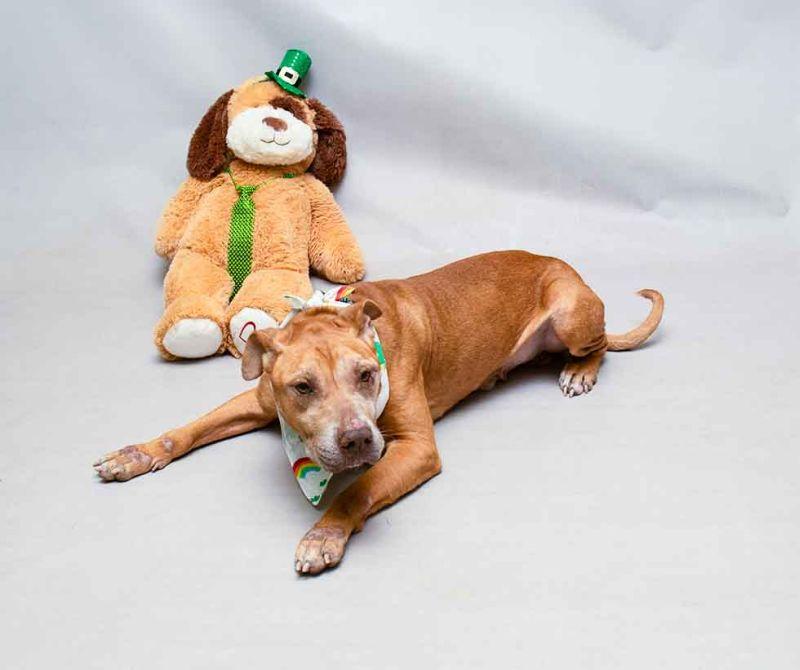 Hamilton, a ADOPTABLE mixed breed in Sanford, FL image 2/4