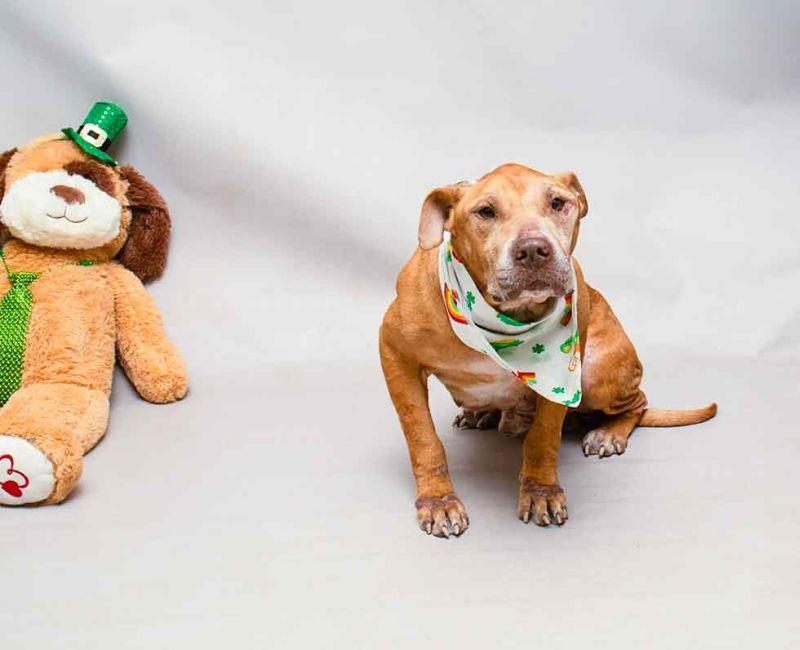 Hamilton, a ADOPTABLE mixed breed in Sanford, FL image 3/4