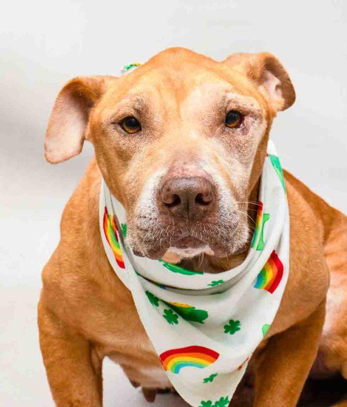 Hamilton, a ADOPTABLE mixed breed in Sanford, FL image 1/4