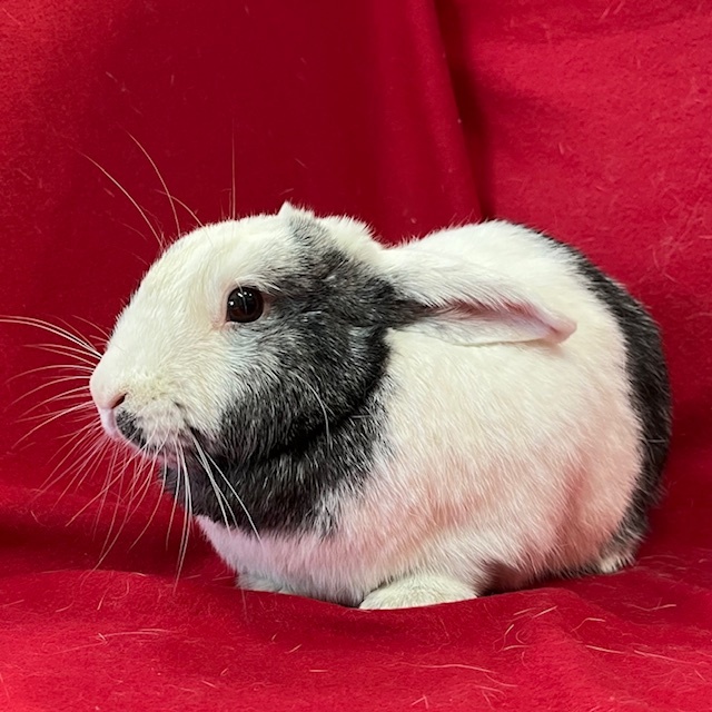 Ferris - Bonded to Amris, an adoptable Harlequin in Erie, PA image 2/5