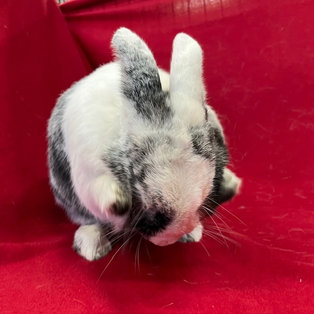 Ferris - Bonded to Amris, an adoptable Harlequin in Erie, PA image 3/5