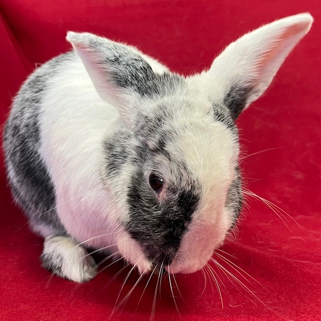 Ferris - Bonded to Amris, adoptable, Adult Male Harlequin.