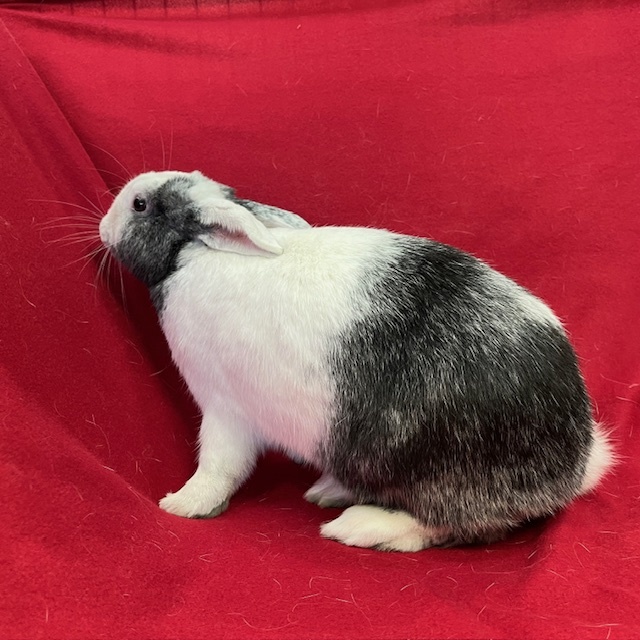 Ferris - Bonded to Amris, an adoptable Harlequin in Erie, PA image 4/5