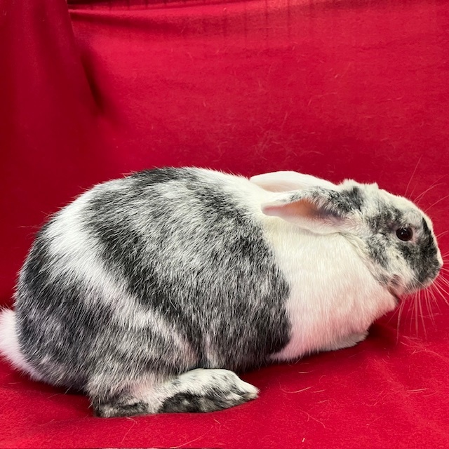 Ferris - Bonded to Amris, an adoptable Harlequin in Erie, PA image 5/5