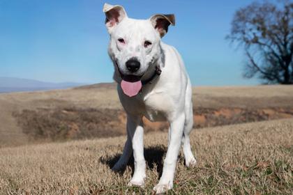 Sterling, Adoptable, Adult Male Retriever & Shepherd.