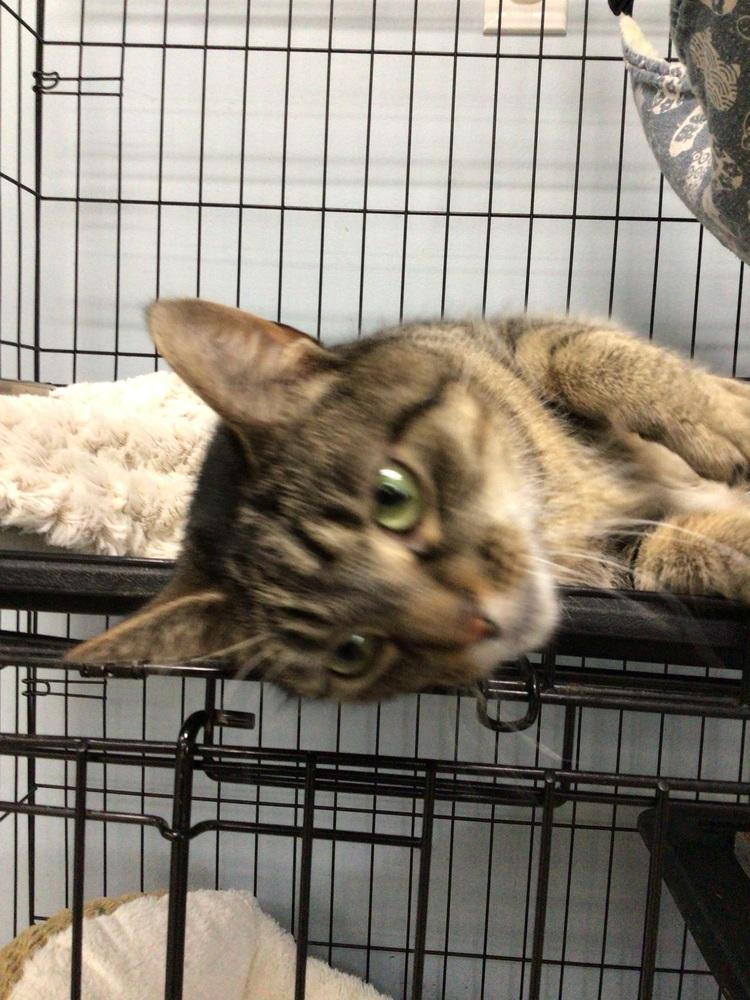 Oakley, Adoptable, Adult Female Domestic Short Hair.