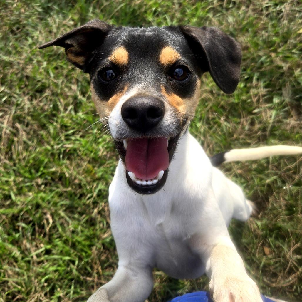 Andouille, a Adoptable mixed breed in Tylertown, MS image 1/4
