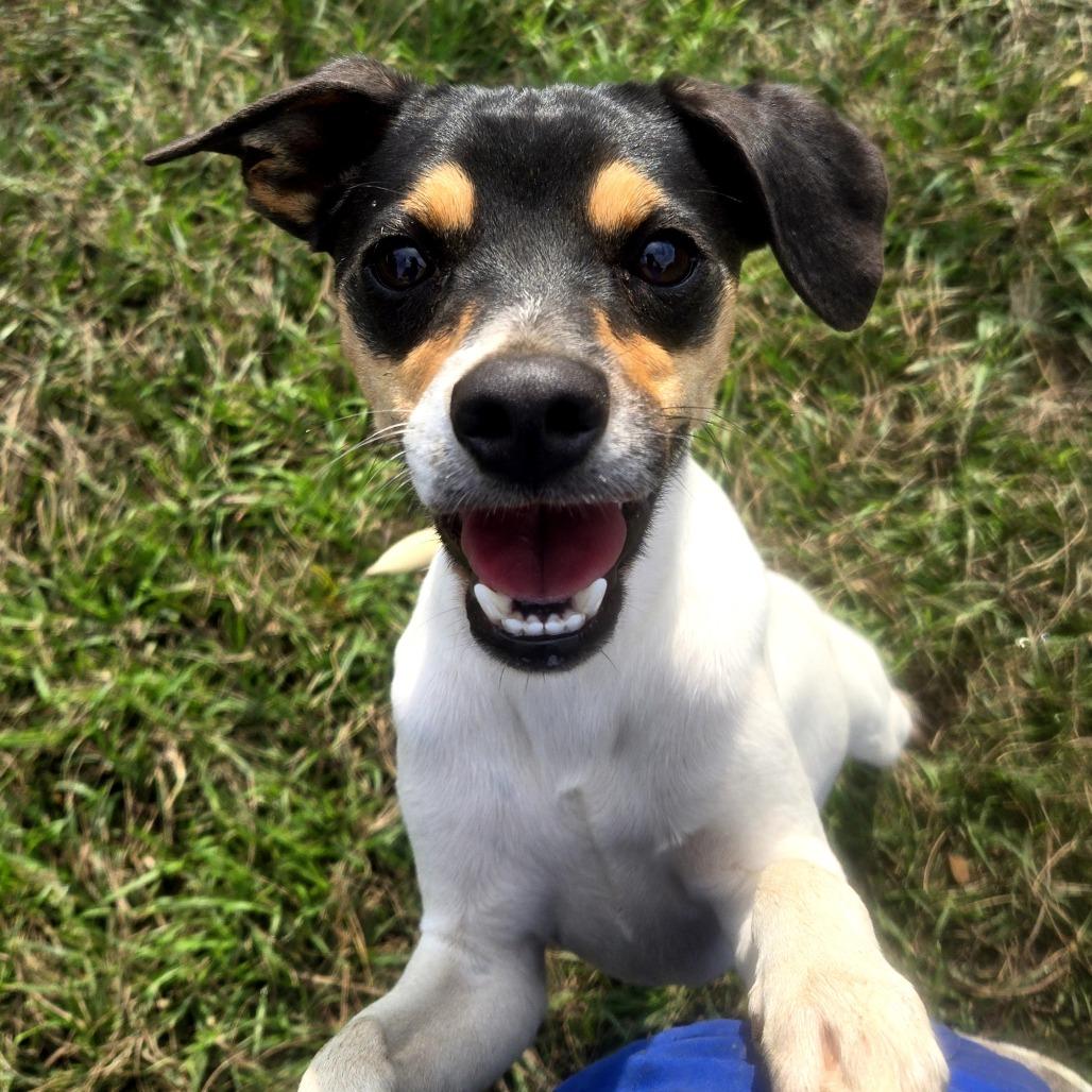 Andouille, a Adoptable mixed breed in Tylertown, MS image 3/4