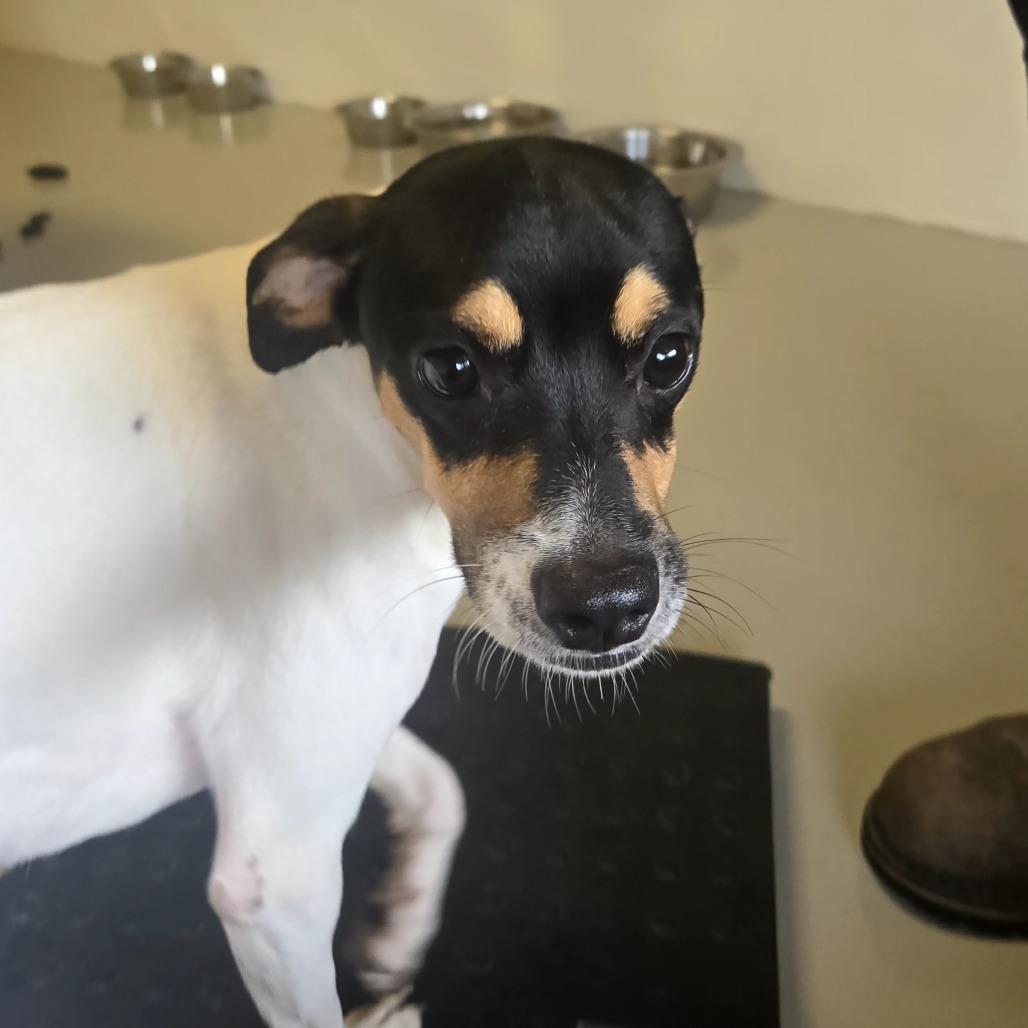 Andouille, a Adoptable mixed breed in Tylertown, MS image 4/4