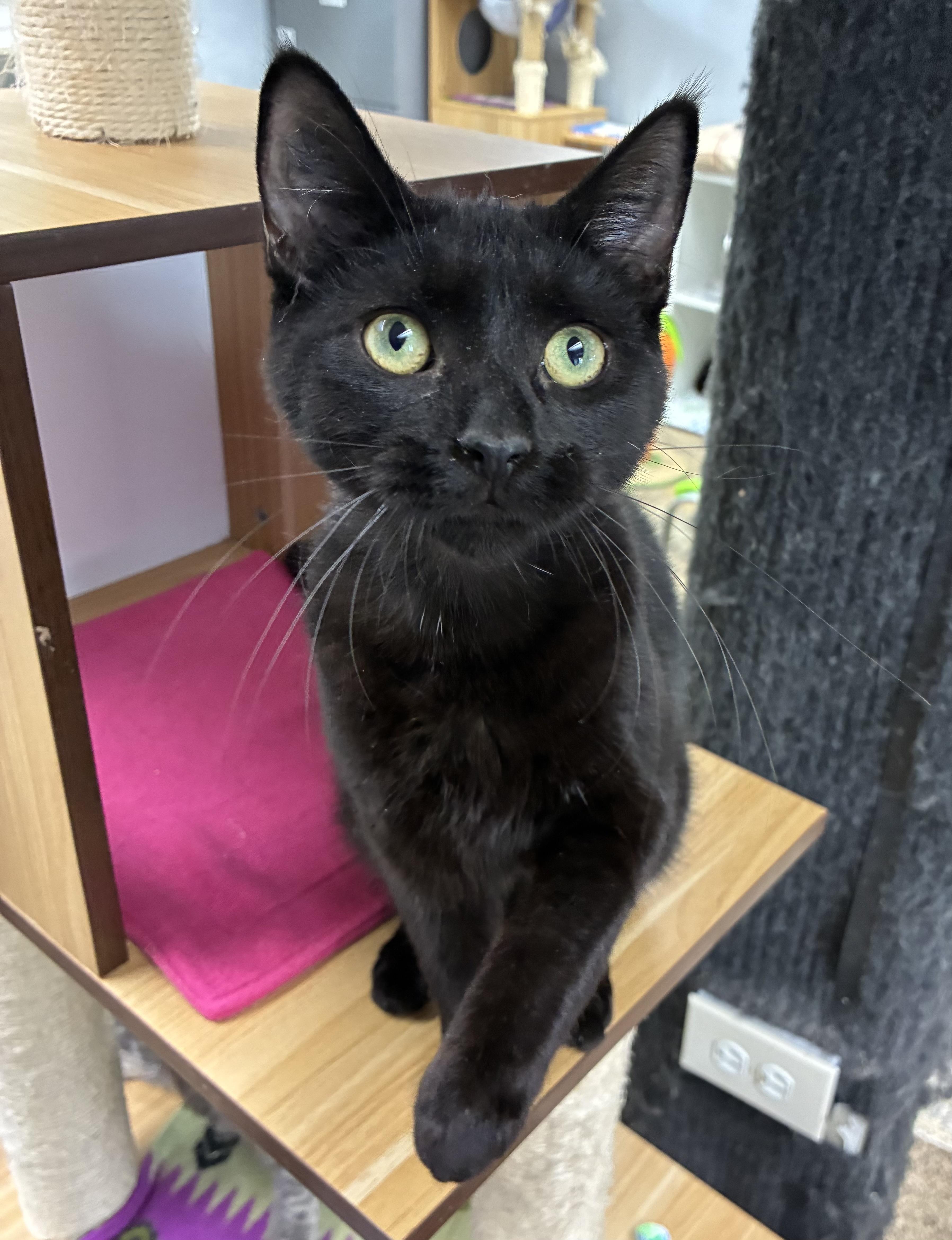 Enlarge Dusty, a ADOPTABLE Domestic Short Hair in Breinigsville, PA image 2/3