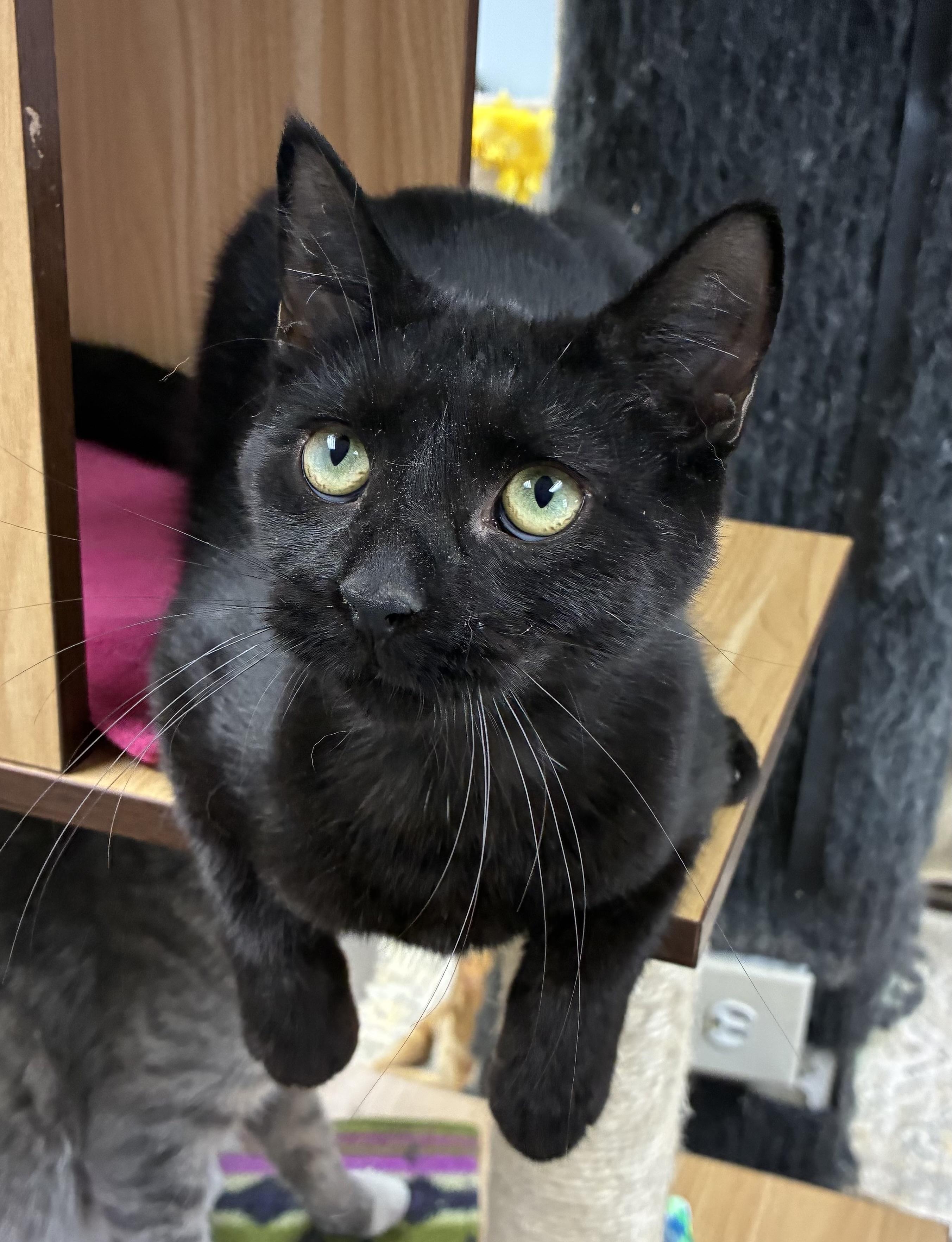 Enlarge Dusty, a ADOPTABLE Domestic Short Hair in Breinigsville, PA image 3/3