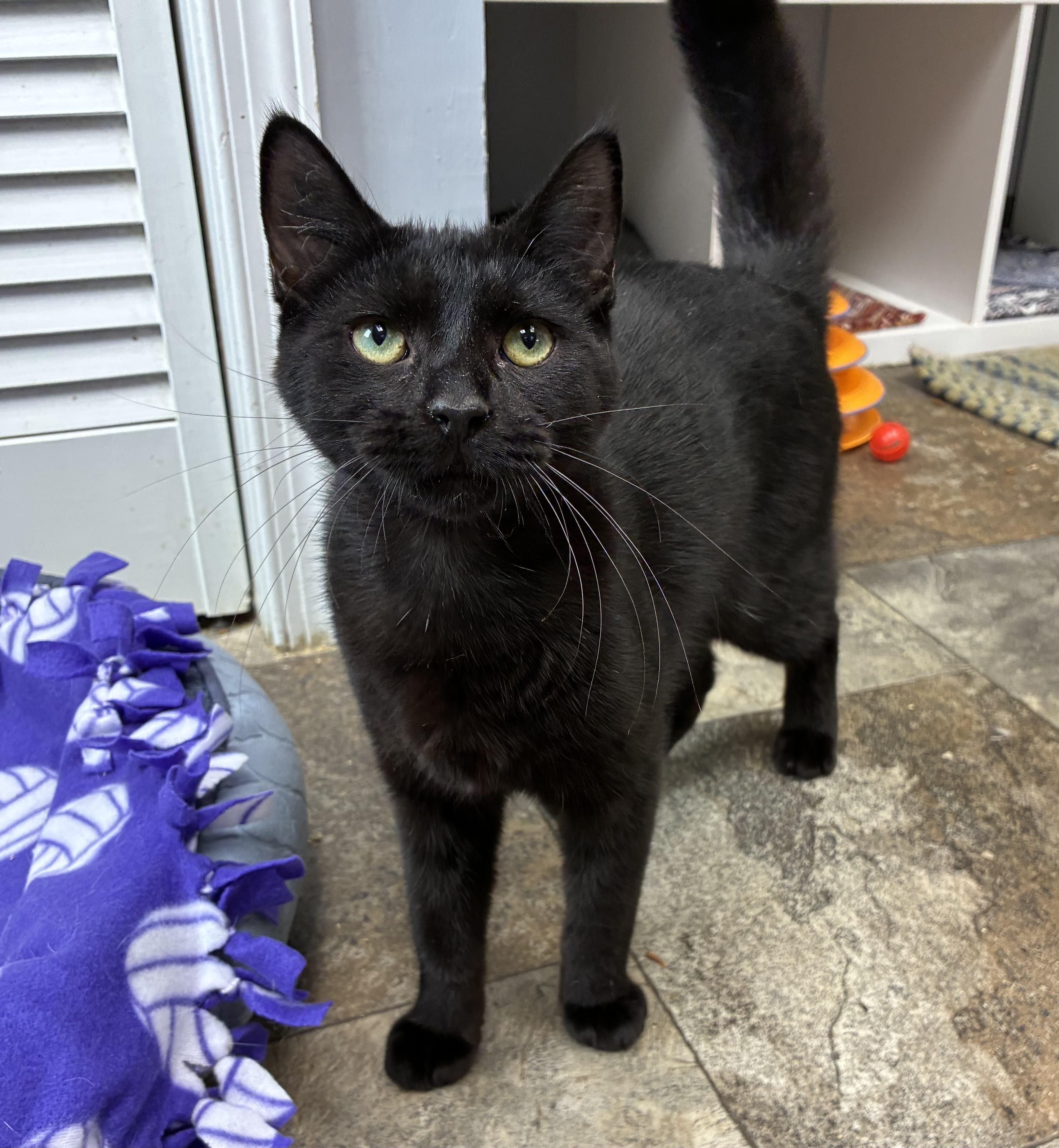 Enlarge Dusty, a ADOPTABLE Domestic Short Hair in Breinigsville, PA image 1/3