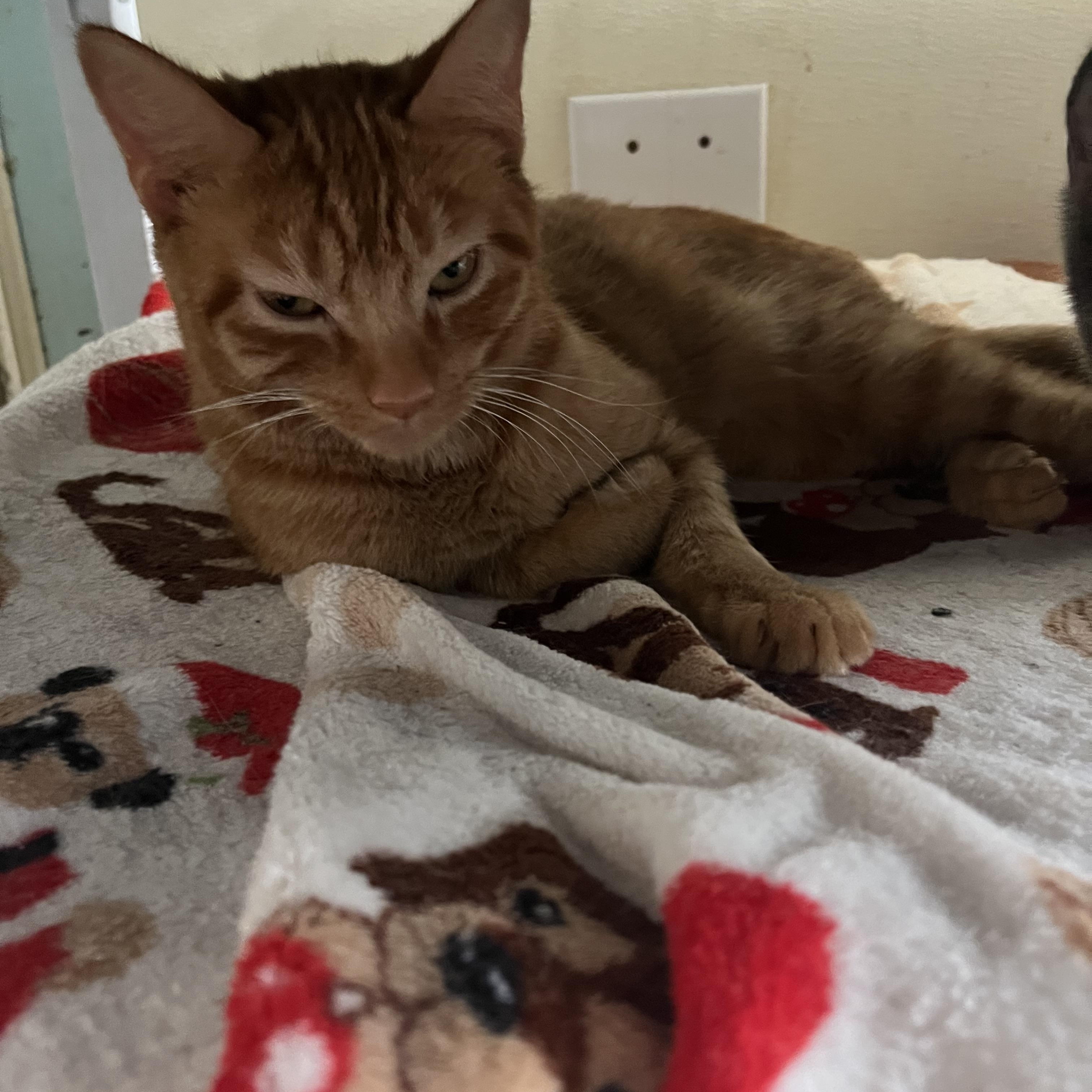 Farrah, a Adoptable Domestic Short Hair in Moline, IL image 5/5