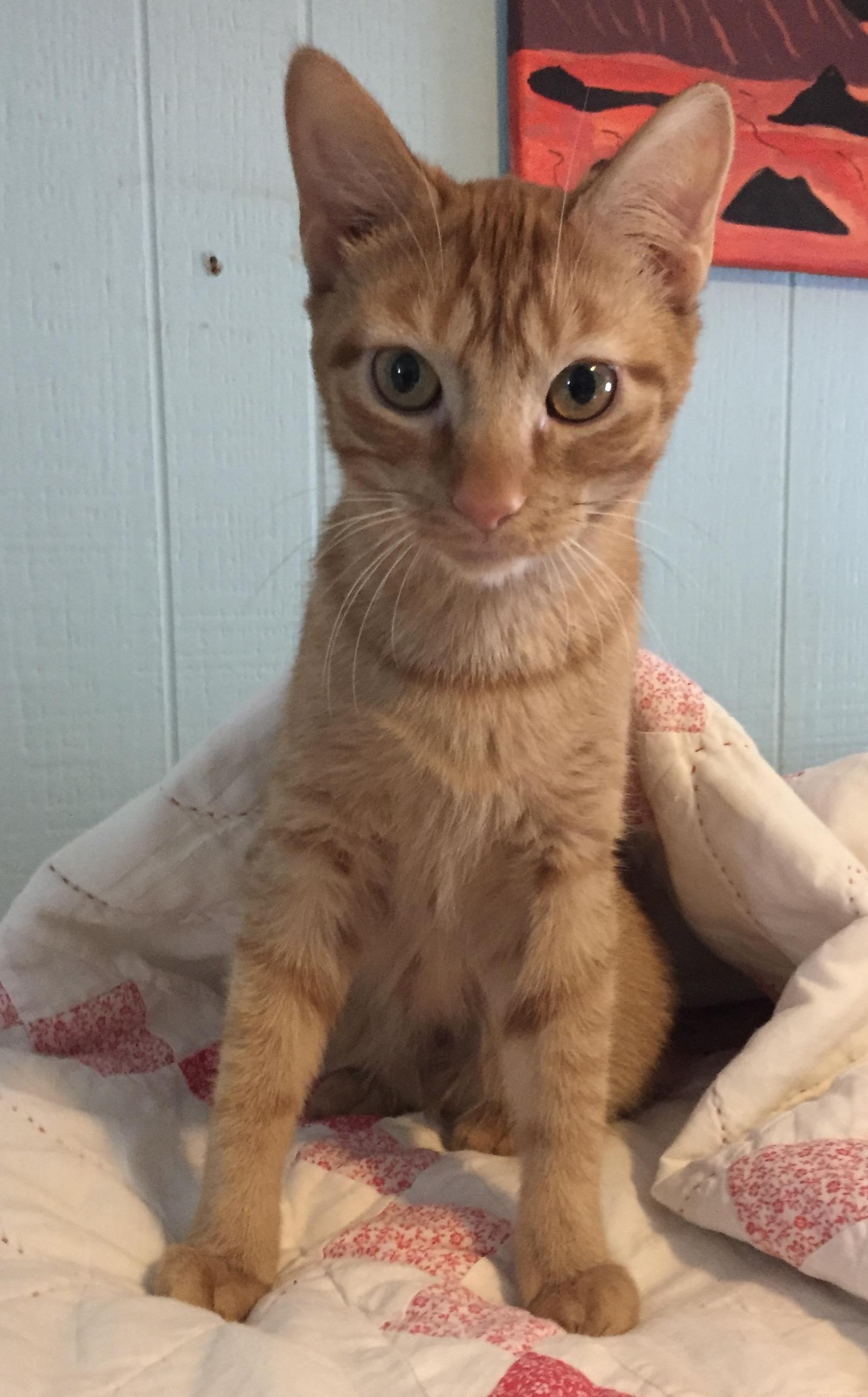 Farrah, a Adoptable Domestic Short Hair in Moline, IL image 3/5