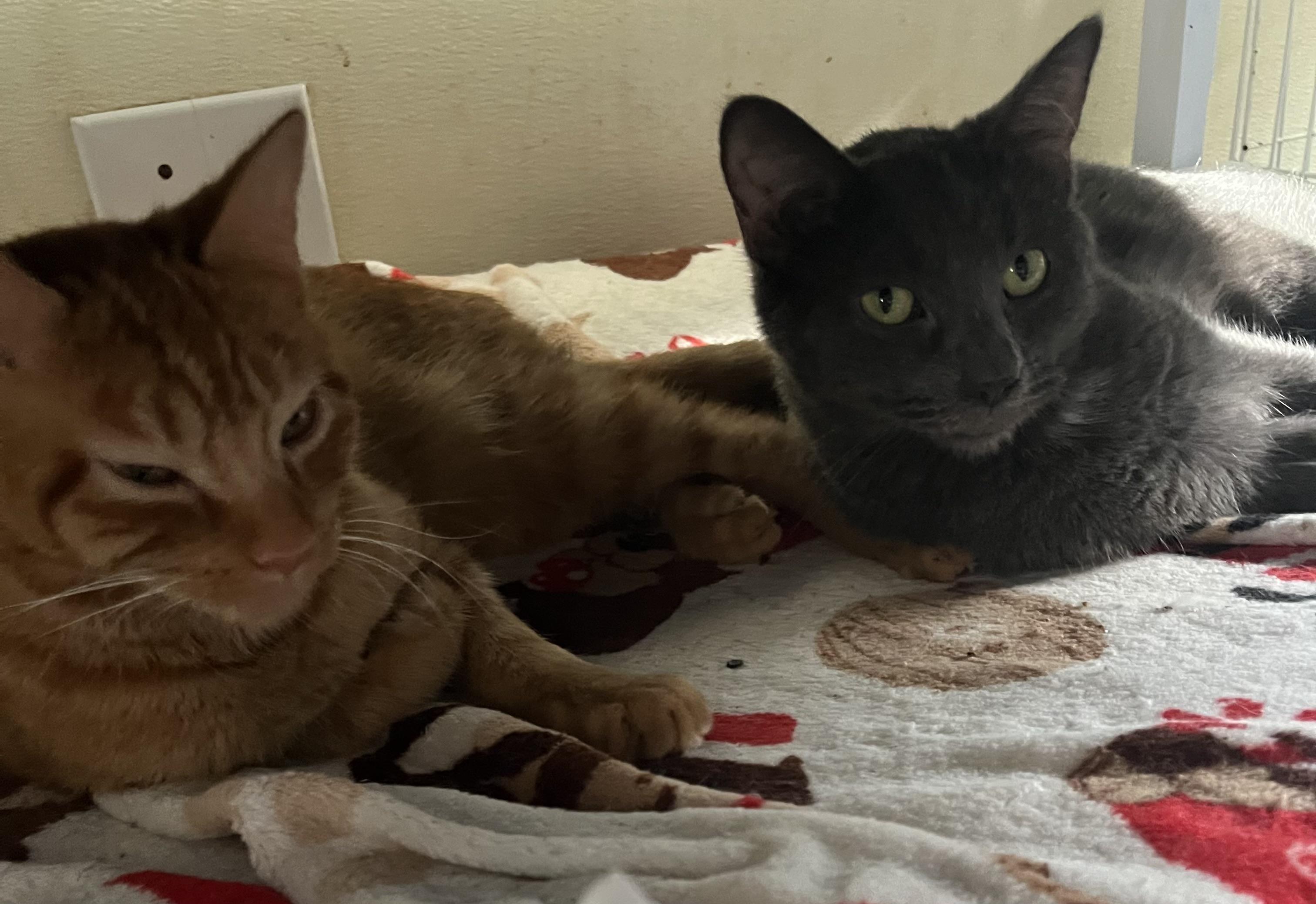 Farrah, a Adoptable Domestic Short Hair in Moline, IL image 4/5