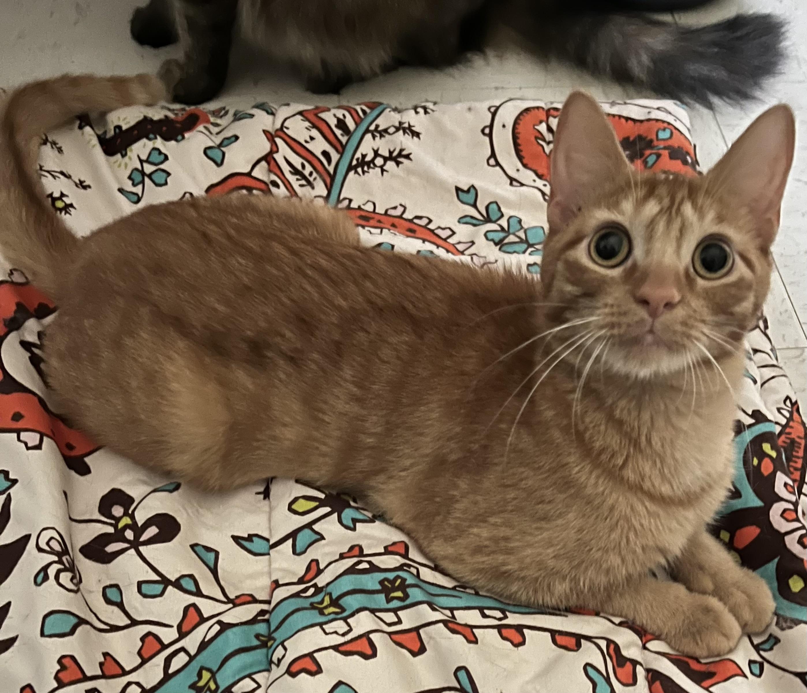 Farrah, a Adoptable Domestic Short Hair in Moline, IL image 1/5