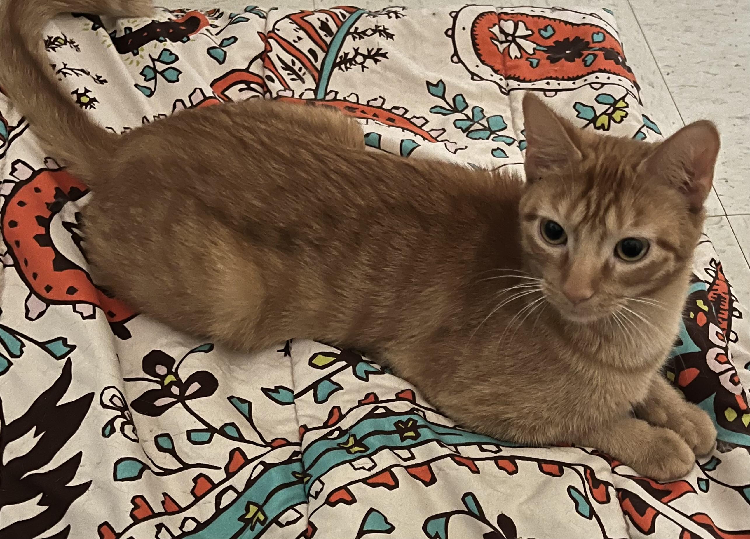 Farrah, a Adoptable Domestic Short Hair in Moline, IL image 2/5