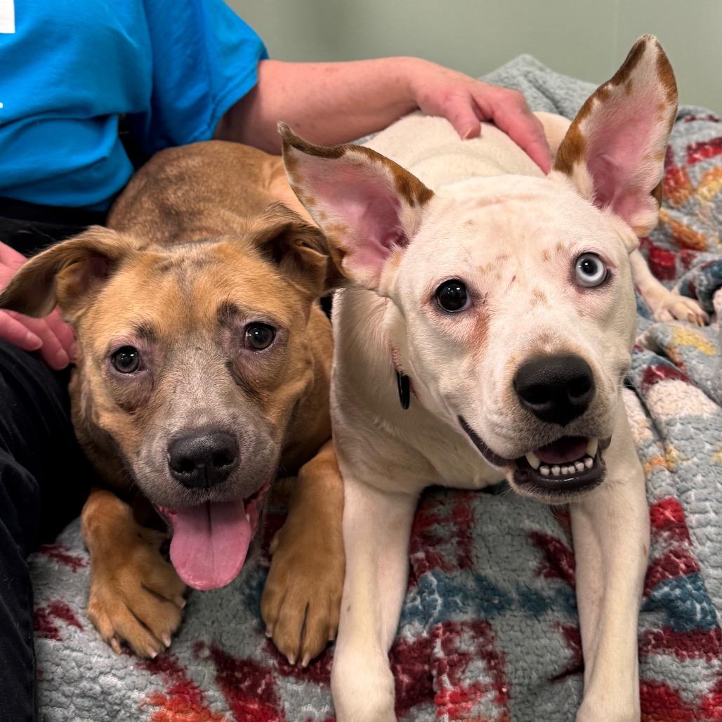 Enlarge Charlotte, a Adoptable Mixed Breed in Washington Township, OH image 1/5