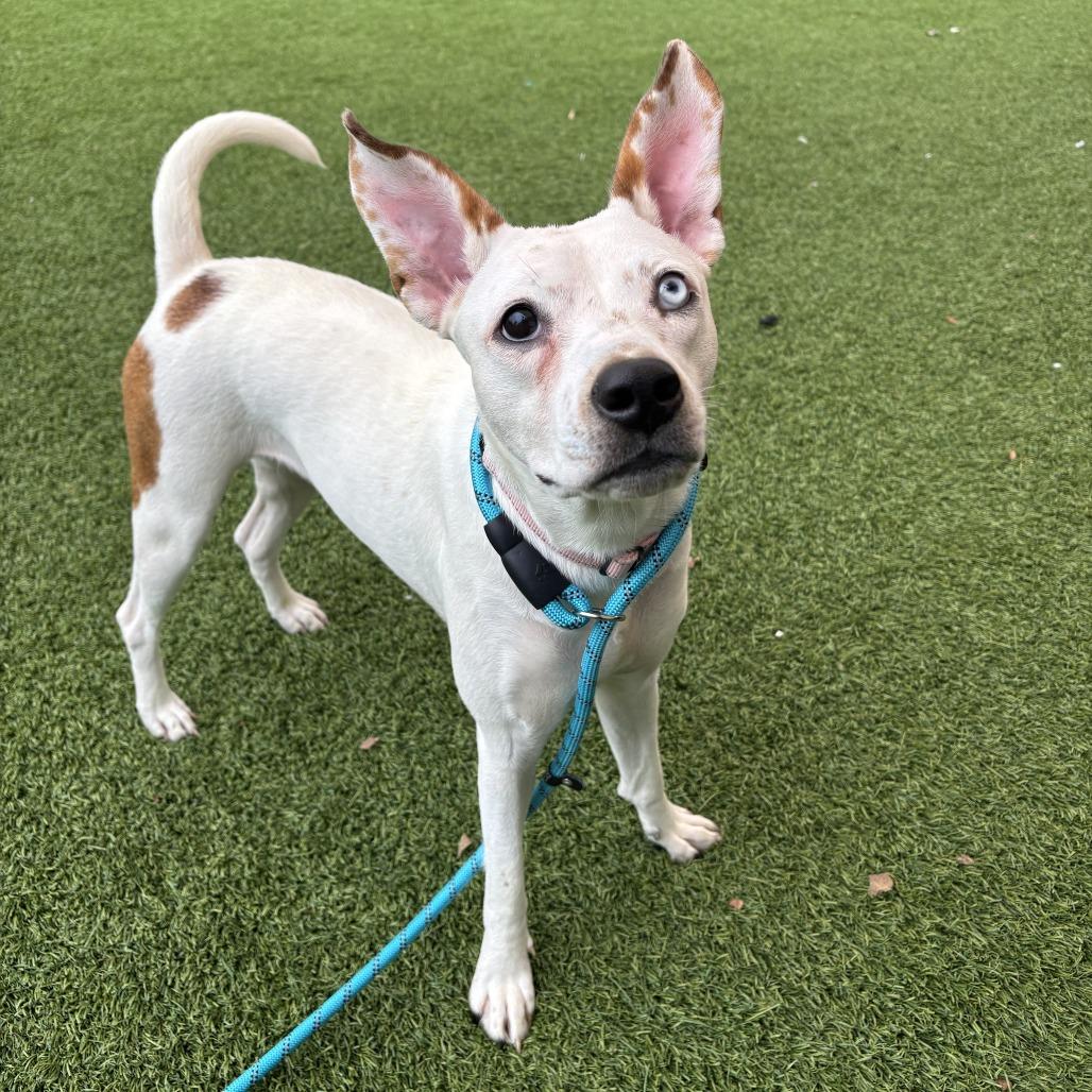 Enlarge Charlotte, a Adoptable Mixed Breed in Washington Township, OH image 2/5