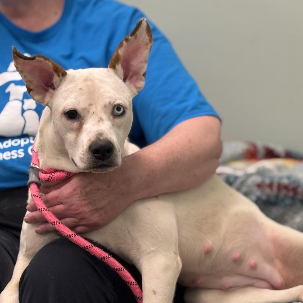 Enlarge Charlotte, a Adoptable Mixed Breed in Washington Township, OH image 3/5