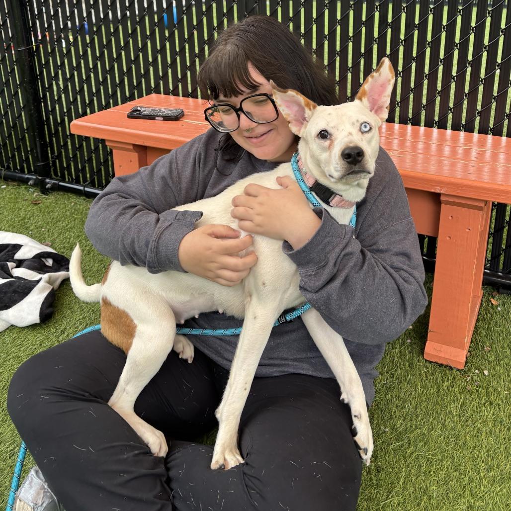 Enlarge Charlotte, a Adoptable Mixed Breed in Washington Township, OH image 4/5