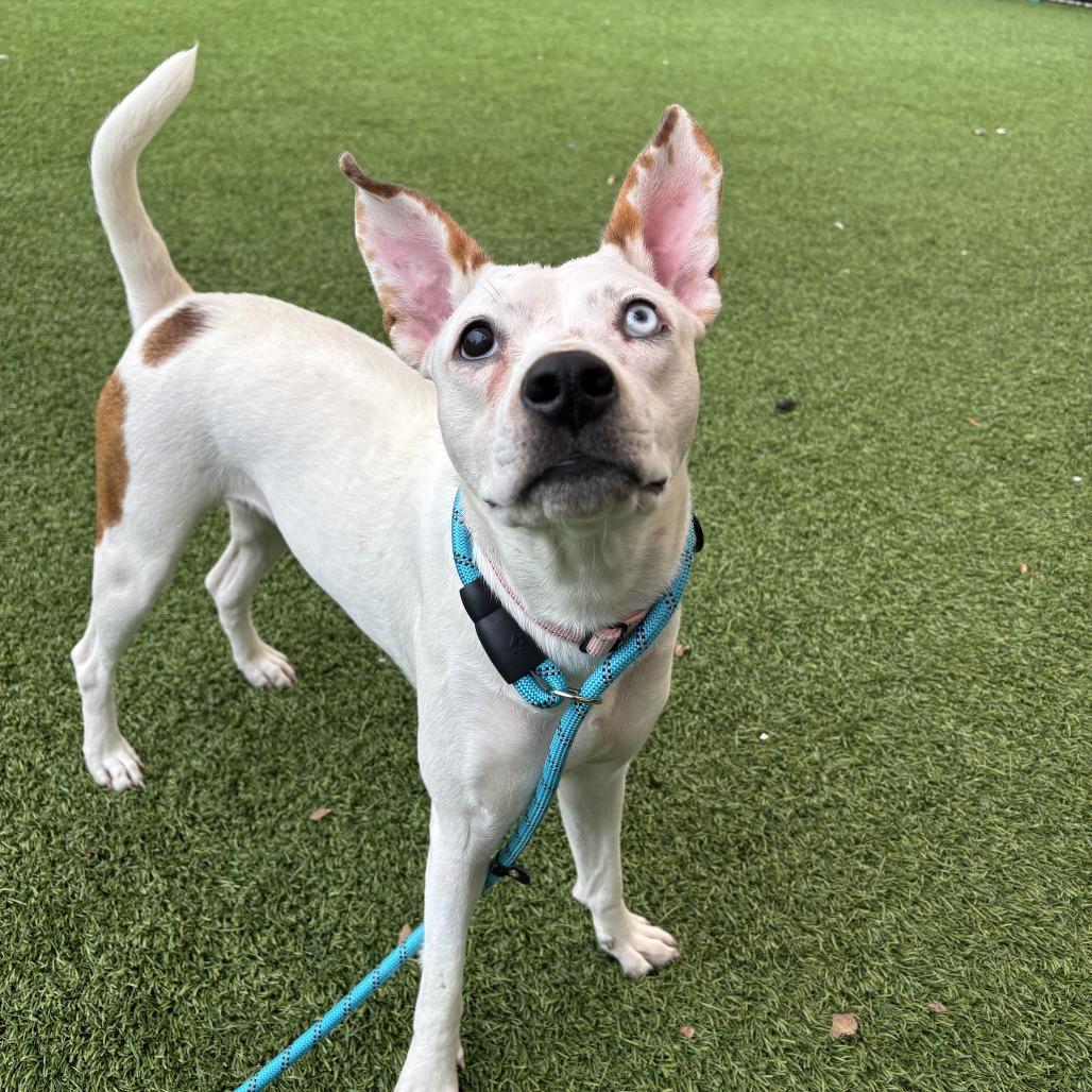 Enlarge Charlotte, a Adoptable Mixed Breed in Washington Township, OH image 5/5