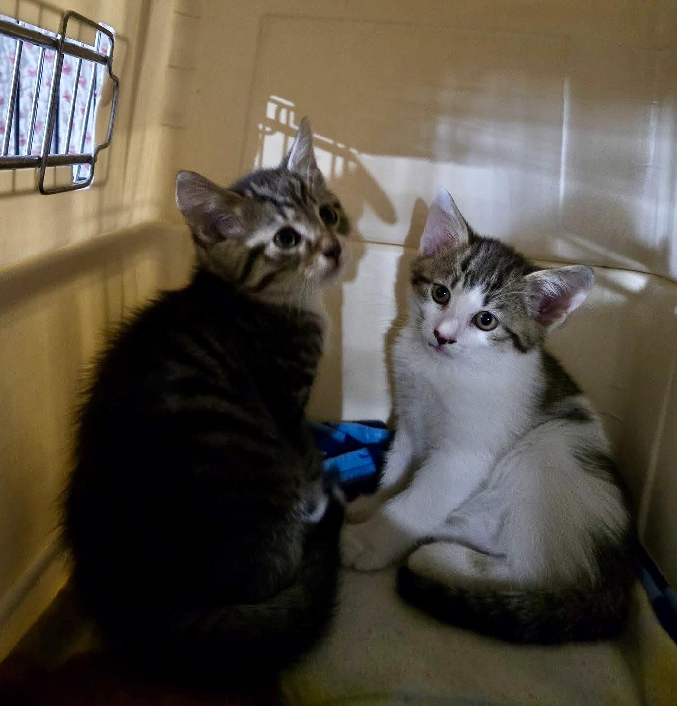 Waffles, a Adoptable Domestic Short Hair in Penndel, PA image 1/3